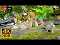LIVE Cat TV Summer Fun with Chipmunks Squirrels and Birds 4K Cat Games R