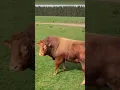 Banteng menyadari ada sapi #fypシ゚viral #lucu #lol #sapi #fyp #untukmu
