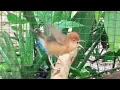 Download Lagu Kicauan Burung Cici Padi Si Mungil Bersuara Unik