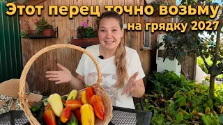 Ранний перец, проверенный временем, — Зорька. Идеальный сорт для открытого грунта и теплицы