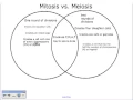 A Comparison of Mitosis and Meiosis
