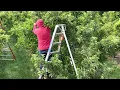 Monson Fruit thinning apples