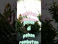 Download Lagu Burung pelatuk bawang #shorts