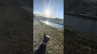 #fyp #dream #youtube #doberman #pets