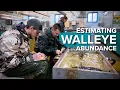 Estimating Walleye Abundance Using Mark-Recapture