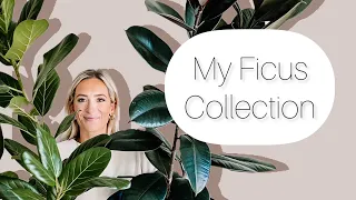 My Ficus collection 10 varieties