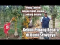 Download Lagu Ini kebun pinang betara usia 6 tahun di Sumatera Selatan