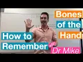 Bones of the Hand Skeletal