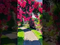 Download Lagu Flower's Beautiful Gate🤩🤩|| #shorts #tiktok #tiktokvideo #song #gana #youtubeshorts #tik tok