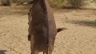 توقف هنا تزاوج الحمير البلدي 