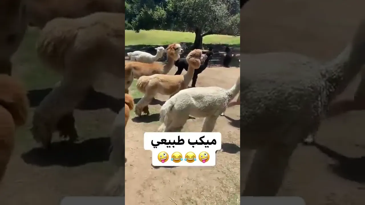ميكب طبيعي 😂😂😂😂