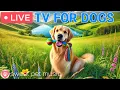 Download Lagu 🔴24 Hours of Dog TV🎵🐶Relaxing Sleep Music for Dogs🐾🩷Calming Music for Dogs with Separation Anxiety