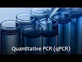 Quantitative Polymerase Chain Reaction qPCR