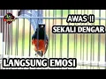 Lagu MURAI BATU GACOR FULL ISIAN TEMBAKAN KASAR AMPUH MEMANCING EMOSI MURAI BATU LAWAN LANGSUNG GACOR