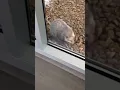 Opossum eats snake like spaghetti