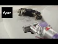Dyson V8 cordless vacuum Powerful cleaning with low noise and hair de-tangling