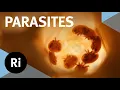 Download Lagu The inside story of parasites – with Scott Gardner and Gabor Racz