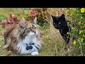 Iris and the Black Cat Next Door POV