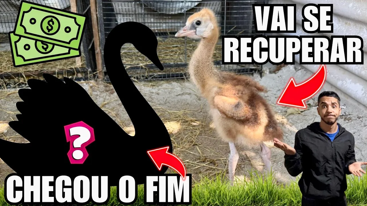 Terceiro dia Tratando filhote de Grou | Despedida e super investimento na criação | Aves Recriar