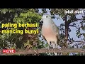 Download Lagu Perkutut Lokal Gacor iramanya BIKIN CEPAT NYAUT