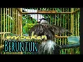 Download Lagu Suara Kutilang tembakan ngalas
