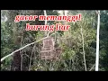 Lagu Pikat cucak ranting gacor memanggil burung liar