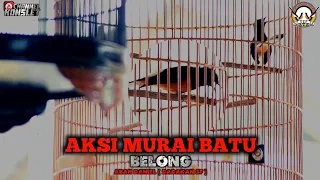 Download AKSI MURAI BATU BELONG DI ACARA SUBALI CUP 1 - CHANNEL KONSLET MP3