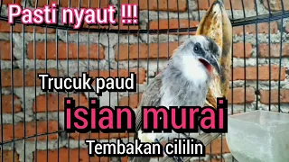 trucukan gacor isian murai batu tembakan cililin