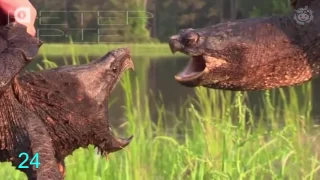 GIFS With Sound PURE REDDIT Mashup BEST REDDIT GIF S EVER