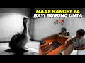 Download Lagu ADA YANG PULANG ( LAGI ) ADA YANG HADIR. MAAF YA BABY BURUNG UNTA🥀🥀