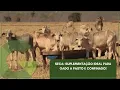 Download Lagu SECA: SUPLEMENTAÇÃO IDEAL PARA GADO A PASTO E CONFINADO!