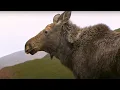 Re-Introducing Moose to the Glen Moose BBC Studios