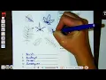 Dichotomous Key for Leaves