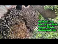 Lagu Mbolang Sama Mas Kyai Langsung Panen Raya 4 Sarang #bee #honey #panenmaduhutan #lebah #madu #hutan 