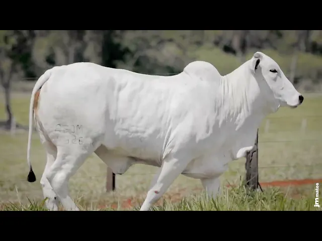 Novilha Nelore AFOM - 4526