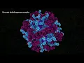 Pyruvate Dehydrogenase Complex 2021 Drew Berry wehi tv
