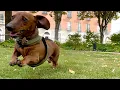 Mini dachshund s first impression of a local dog park