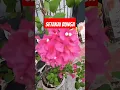Download Lagu setakai bunga   merah