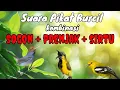 Download Lagu Suara Pikat Burcil Kombinasi Sogon Ribut+Prenjak Starter+Sirtu Ngekrek