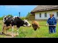 Download Lagu Ochtend op de boerderij: opa ploegt, oma kookt, dorpsleven