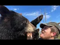 Lagu The bears woke up with the zoomies #animals #learnaboutanimals #coolanimals