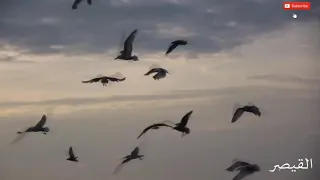 يا دنيا هما البشر باعو الحنين كدا ليه والاهل علي بعضهم قسيت قلوبهم ليه موال القيصر 2020 