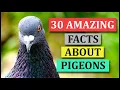 30 Amazing Facts About Pigeons Animal Globe