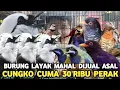 Download Lagu PRAMUKA GEMPAR !! CUNGKO CUMA 30 RIBU POKSAY HAJI 300 RIBU CUMA KIOS INI YANG NEKAD DI PB PRAMUKA 