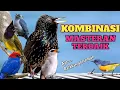 Download Lagu FULL KOMBINASI MASTERAN UNTUK BURUNG LOMBA MUDAH MASUK || hemat ratusan juta