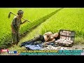 Lagu Petani miskin temukan polisi cantik yang pingsan dan terikat di tengah sawah, ceritanya bikin syok!