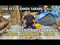 Download Lagu PAK KETUA PANEN SARANG WALET CARA PANEN DAN PERAWATAN GEDUNG WALET YANG BENAR✅