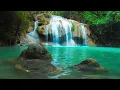 Instant Relief from Stress and Anxiety, Birds Singing in the Forest, Deep Healing Music for The Body