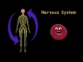 Human Body Human Body Anatomy