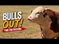 It s Time to Turn Out the Bulls